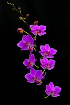 Beautiful pink orchid, Phalaenopsis hybrid