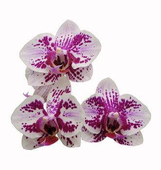 spotted Phalaenopsis hybrid isolated on white background