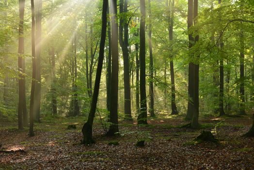 Beautiful autumn dawn in beech forest