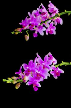 purple orchid, Phalaenopsis hybird