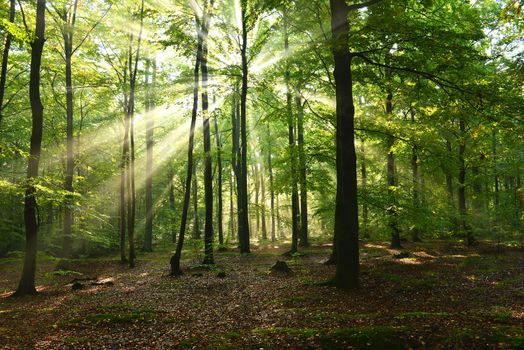 Beautiful autumn dawn in beech forest