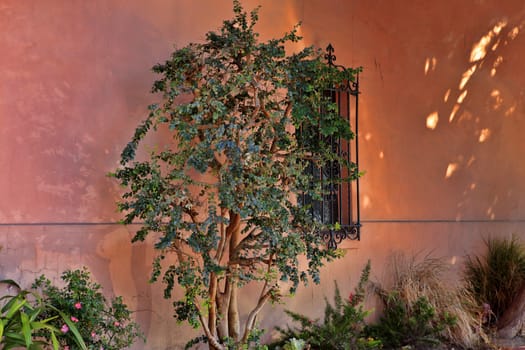 Flowerbed of colorful flowers against wall with window