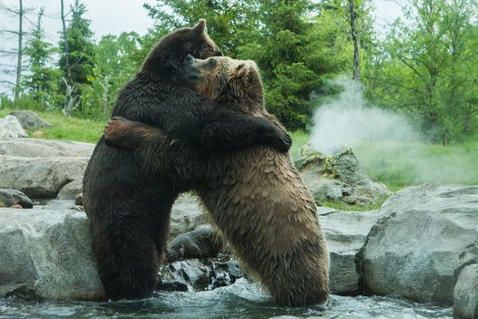 Two Grizzly (Brown) Bears Fighting and playing