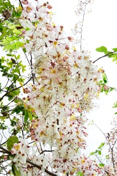 Wishing Tree, Pink Showe, Cassia Bakeriana Craib, Beneath a tree flowering pink resemble sakura. Thailand 