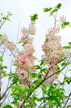 Wishing Tree, Pink Showe, Cassia Bakeriana Craib, Beneath a tree flowering pink resemble sakura. Thailand 