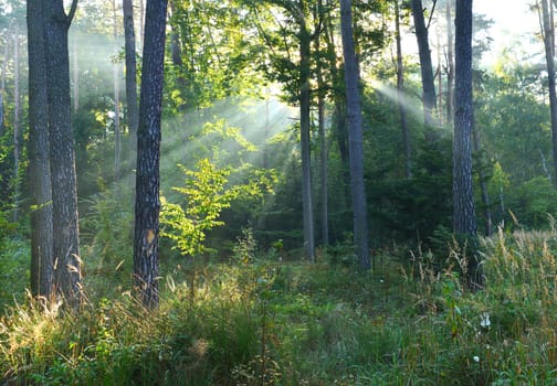 Beautiful autumn dawn in the forest