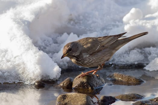 Fieldfare Turdus pilaris wintering in Russia in the south of Western Siberia