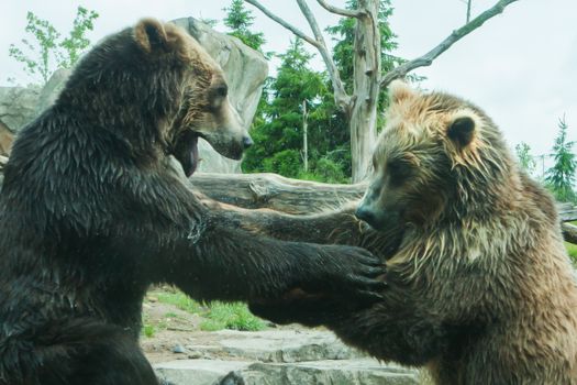 Two Grizzly (Brown) Bears Fighting and playing