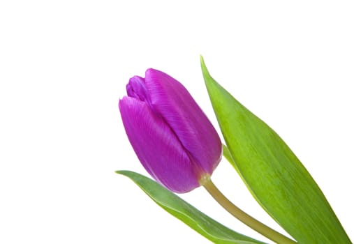 Pink Dutch tulip flower  in closeup isolated on white background