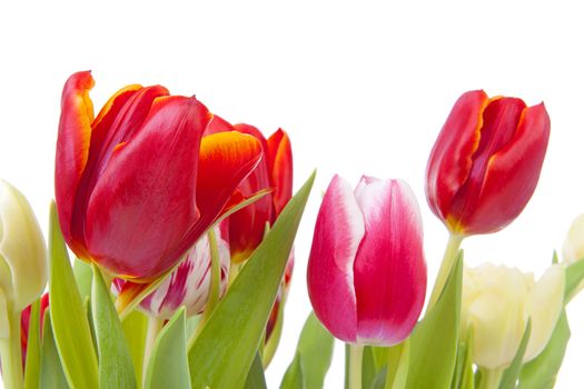 Red Dutch tulip flowers in closeup isolated on white background