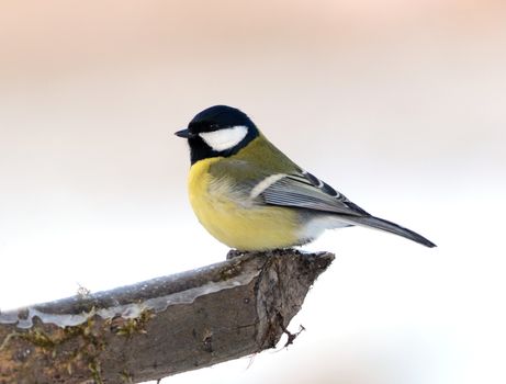 Titmouse sittin on the branch in winter