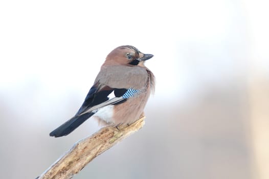 Jay bird sitting on the branch
