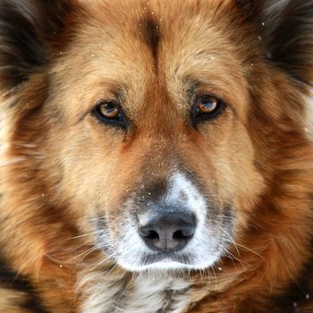 Close up of dog face