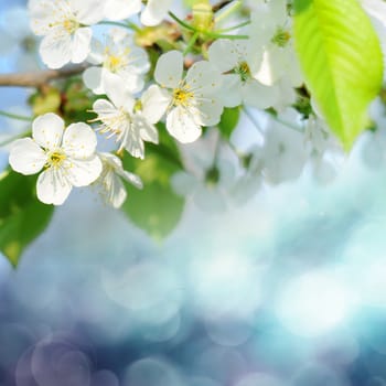Beautiful spring flowers over blue background