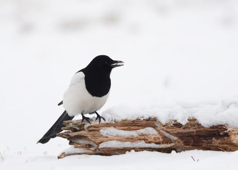 Magpie on branch