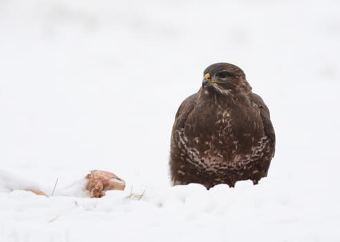 common buzzard eating carcass on the snow