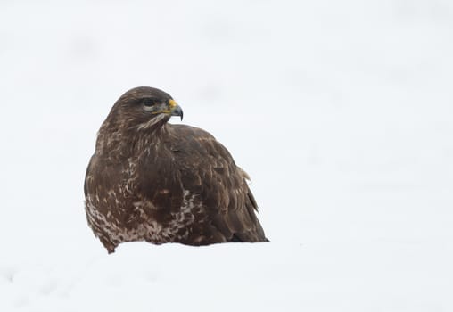 common buzzard eating carcass on the snow