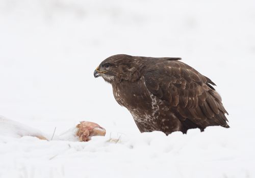 common buzzard eating carcass on the snow
