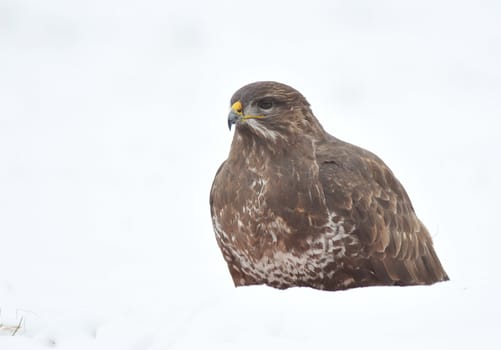 common buzzard eating carcass on the snow