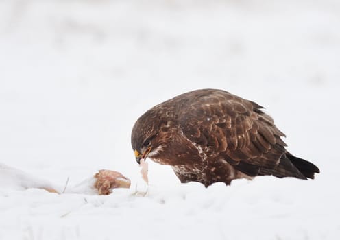 common buzzard eating carcass on the snow