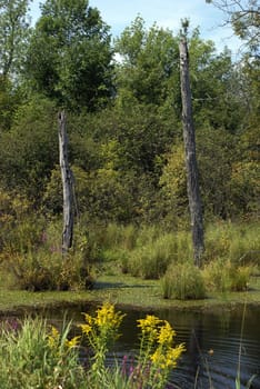 Some standing deadwood in the middle of some swampland.