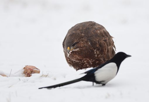 common buzzard eating carcass on the snow