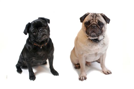 Two cute pugs sitting on a white background