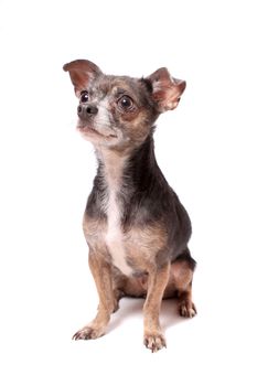 Cute little chihuahua sitting  dog portrait on a white background