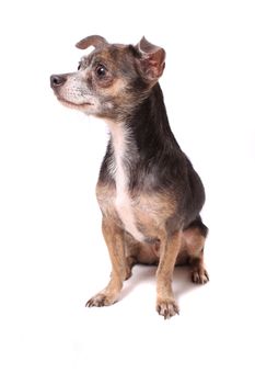 Cute little sitting chihuahua dog portrait on a white background