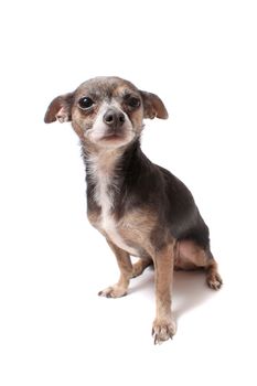 Cute little chihuahua dog looking frightened on a white background