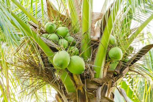 Has a sweet coconut on coconut tree.