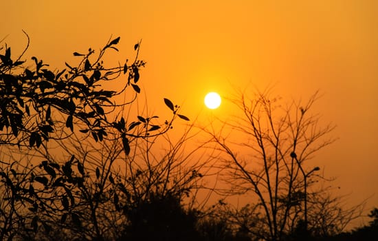 The sun and orange the trees sunset.