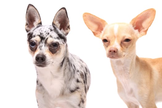 Two cute little chihuahua dogs portrait on a white background