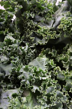Close up of fresh green leafy kale 