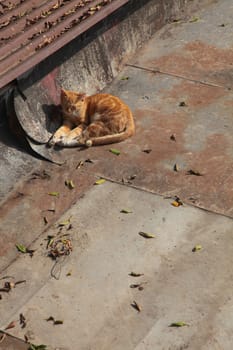 Resting ginger cat on a roof, outdoor, Asia