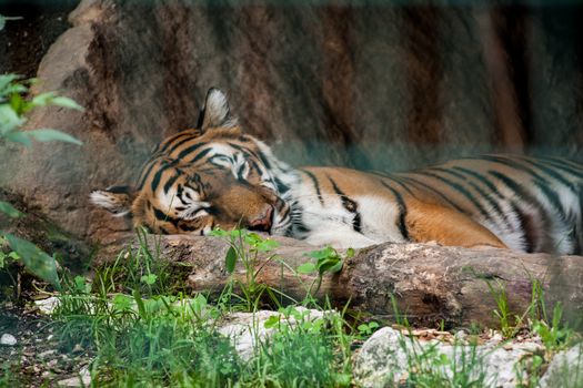 Big tiger lying and sleeping on his lair