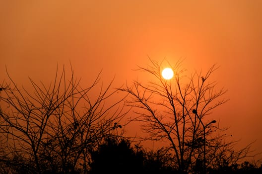 The sun and orange the trees sunset.