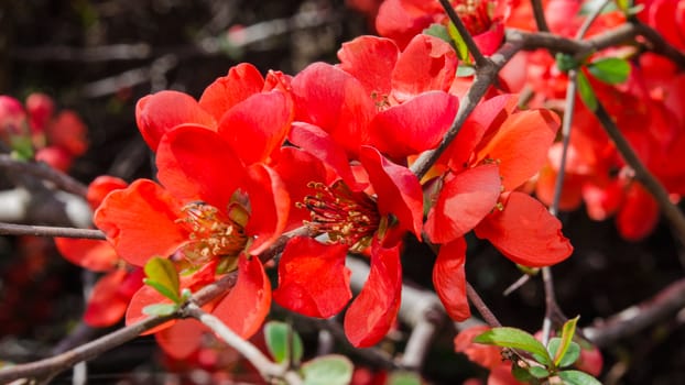 Branch with red spring flowers on the bush of Japanese quince