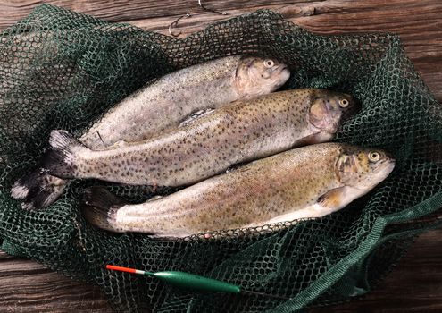 Fresh trouts on wooden background