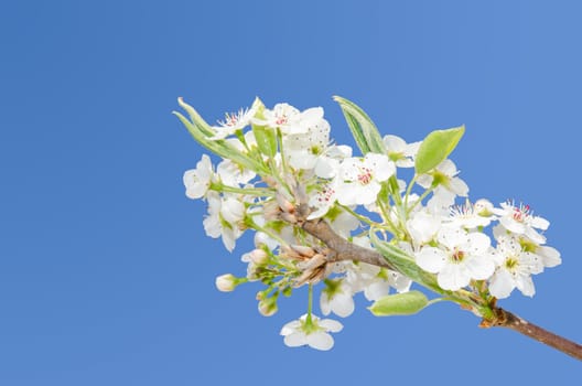 White spring blooming cherry flowers on the clear sky with free place for your text