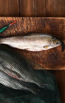 Fresh trouts on wooden background