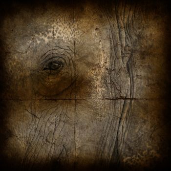 the texture, vintage background of the elephant skin design on grunge paper