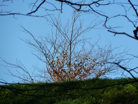 Top of a distant brown tree over a hill