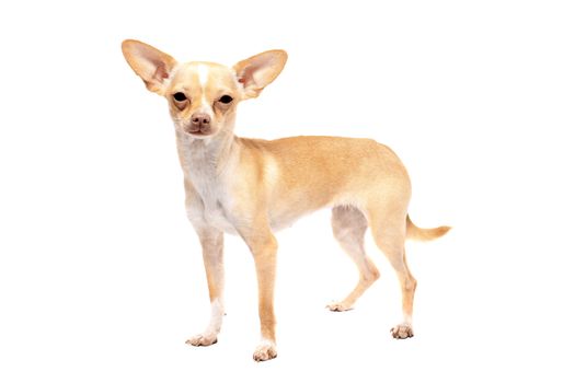 Cute little chihuahua dog portrait on a white background