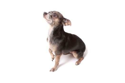 Cute little chihuahua dog looking frightened while begging with his paw up in the air on a white background