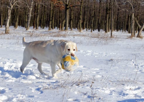 yellow labrador in the snow in winter with a ball