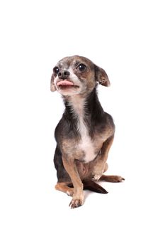 Cute little chihuahua dog sitting with a paw up while sticking tongue out on a white background