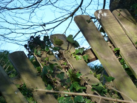 Ivy covering part of a broken wooden fence