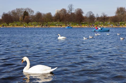 Swans swimming in the Serpentine in Hyde Park, London.