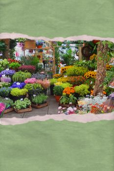 Textured green ripped paper showing a variety of flowers at a flower market in Amsterdam, Holland